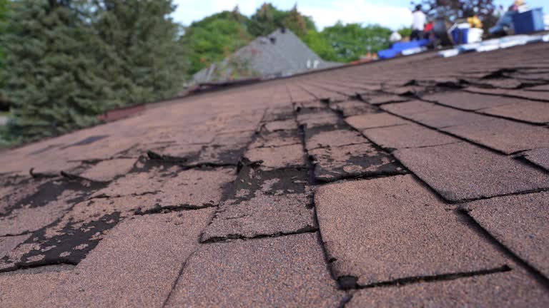 Best Roof Moss and Algae Removal  in Lake Wazeecha, WI